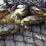 WDFW photos
Invasive European green crabs caught by WDFW during trapping in Grays Harbor.