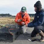 WDFW staff check traps and record data on European green crabs captured at Johns River Wildlife Area in Grays Harbor near Westport.