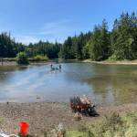WDFW Aquatic Invasive Species Division staff deploy traps for European green crabs in northern Hood Canal near Seabeck. These invasive shore crabs prefer shallow, warm, and protected waters such as pocket estuaries, sloughs, and backwater bays or lagoons.