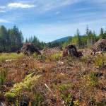 Andrea Watts / The Daily World
Slash piles are a common site on recently harvested sites throughout Grays Harbor and the surrounding counties. Finding a market for this material has long been a goal for the forest sector.