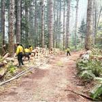 Firefighters are cutting up downed trees and logs on the Bear Gulch Fire on the Northwest side of Lake Cushman.