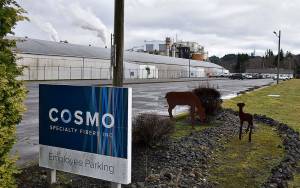 The Daily World file photo
Steam pours from the stacks in the Cosmo Specialty Fibers powerhouse before the plant shut down in February of 2021.