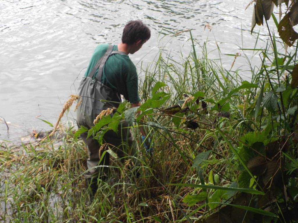 Ryan Munes / U.S. Fish and Wildlife
During his site visits, Miles Heisel looks for the invasive New Zealand mud snail. These tiny snails, 4-6 mm in length, blend into the mud and gravel substrate.