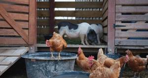 Shutterstock
Ocean Shores residents attended a town hall Tuesday at the Ocean Shores Convention Center to discuss the merits and demerits of allowing the denizens of the city to own livestock.