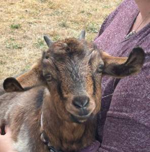The Daily World photos
One of several House Goat Havens pygmy goats on hand at their petting pen at Cosis Festival in the Park Sunday.
