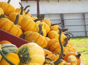 Andrea Watts photos / The Daily World
Whether you are wanting pumpkins for pies or decorative gourds, Chapman Farms offers a diverse selection.