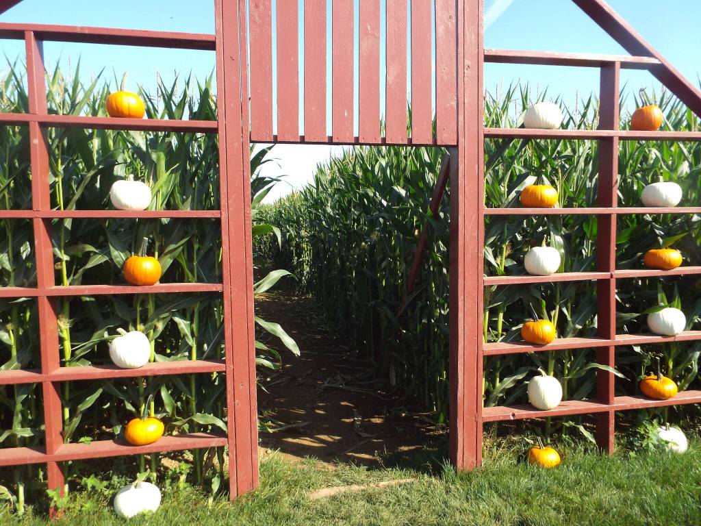 Another popular activity at Chapman Farms is the corn maze. The maze is made from a variety of corn that is fed to cattle, and at the end of the season, one of Chapmans neighbors will clear the field and feed the corn to his cattle.