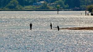 Jeff Clemens / Chinook Observer
Salmon fishing has been good late this summer in Willapa Bay, Willapa River and other local streams.