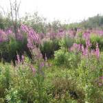 Jennifer Andreas / Washington State University Extension
In July, the Grays Harbor Noxious Weed Control Board, Washington Department of Natural Resources, Washington Department of Fish and Wildlife, and a Washington Conservation Crew treated 50 acres of purple loosestrife in the Chehalis Basin between Montesano and Cosmopolis.