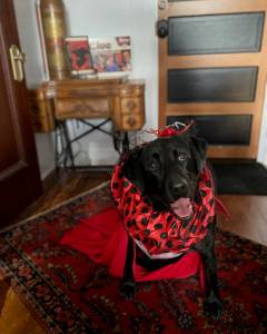 PAWS of Grays Harbor
You can make your pet a star at the PAWS of Grays Harbor CLUE Live Action Game Night.