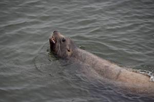 Amanda Cowan / The Columbian files
A sea lion swims in circles near Who Song & Larrys Restaurant and Cantina along the Columbia River in 2021. The federal government recently renewed permits to remove salmon-munching sea lions without much pushback.
