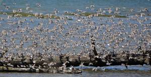 Dave Hayden / U.S. Fish and Wildlife Service
Shorebirds descend on a log at the Grays Harbor National Wildlife Refuge.