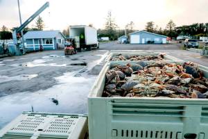 Luke Whittaker / Chinook Observer
Dungeness crab are loaded in totes for delivery on Jan. 16 at the Port of Peninsula, in Nahcotta. Willapa Bay, designated as Catch Area 60C, accounted for slightly over 1 million pounds, nearly 9% of the state total.