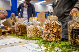 Quinault Rainforest Mushroom Festival photos
Jars of dried mushrooms.