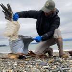 WDFW
A Washington Department of Fish and Wildlife biologist collects a dead snow goose on a Camano Island near Skagit Bay during an avian influenza outbreak in northern Puget Sound in December 2022.