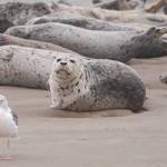 ODFW
NOAA testing has found some harbor seals positive for highly pathogenic avian infuenza H5N1.