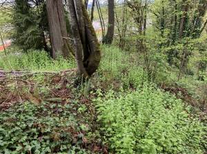 Matthew Martin / King County Noxious Weed Control Program
Garlic mustard is a class A noxious weed that is also on the Washington state quarantine list. It can grow in a variety of landscapes such as forest understory, roadsides, streambanks, fields and floodplains. Although currently not found in Grays Harbor County, there is the potential for it to be spread via cars or contaminated material such as gravel, mulch, or hay.