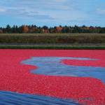 32nd Annual Cranberry Festival