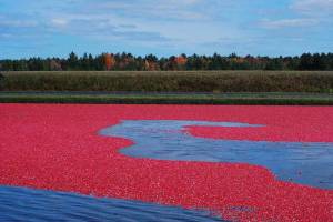 32nd Annual Cranberry Festival