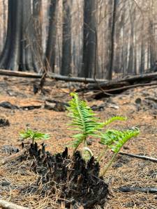 inciweb.wildfire.gov
Bright green fern fronds emerge from the needle-covered forest floor at the Bear Gulch Fire. Burned tree trunks fill the background.
