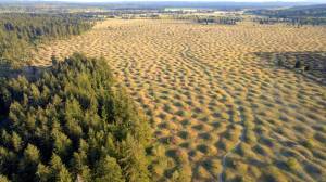 Bryce Yukio Adolphson
Aerial view of the Mima Mounds Natural Area Preserve in Southwest Washington.