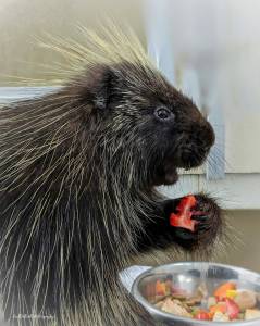 Twin Harbors Wildlife Center
Tipsy the porcupine enjoys a meal at the Twin Harbors Wildlife Center.