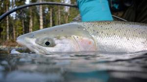 Chase Gunnell / WDFW
A wild winter steelhead caught in a Washington coastal river on the Olympic Peninsula held in the water prior to release.