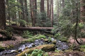 Department of Ecology
Setbacks in play as a proposal to increase timber-harvest buffer zones along streams could be approved Nov. 12.