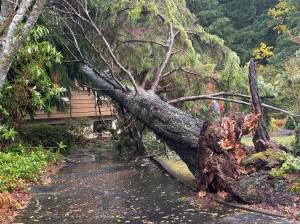 Jerry Knaak / The Daily World
This 100-foot tall hemlock decided to fall on the house in the 200 block of Summit Ave. in Hoquiam on Thursday, a day before it was scheduled to be removed.
