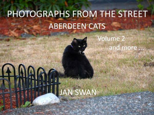 Photographs from the Street  Aberdeen Cats by Jan Swan