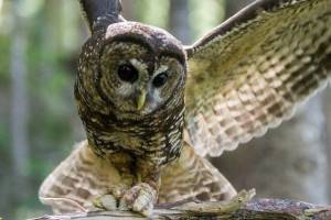 NPS
The northern spotted owl