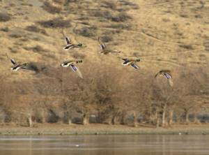 WDFW
Birds on the fly in Eastern Washington.