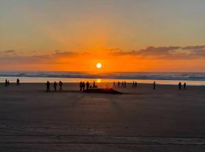 OPB
In this photo taken around 4:30 p.m. on Monday, onlookers watch as a crew attends to the stranded humpback whale.