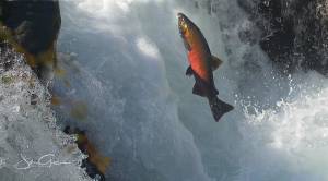 John Gussman
A salmon cascades up the Sol Duc River.