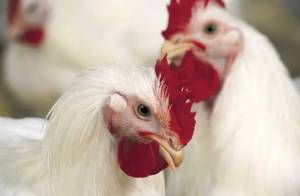 Avian flu continues to spread through migratory bird populations, sometimes infecting poultry.