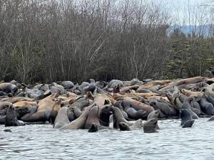 Sen. Jeff Wilsons office
Sea lions on the Cowlitz River.