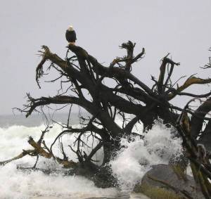 Skip Radcliffe
Huge trees have washed up on the beach at Ocean Shores. An eagle uses the roots for a perch. With high winds forecast along the coast, expect more waves to push up more trees onto shore.