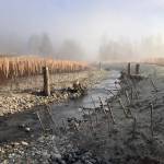 Courtesy photos
Native plants installed along a newly realigned creek channel on Berwick Creek at Logan Hill Road. Project sponsored by Lewis County Public Works.