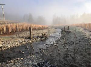 Courtesy photos
Native plants installed along a newly realigned creek channel on Berwick Creek at Logan Hill Road. Project sponsored by Lewis County Public Works.