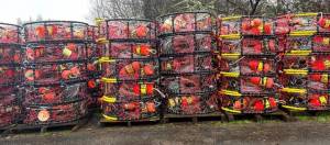 Chinook Observer
Commercial crab pots are rigged and ready to go around Columbia River and Willapa Bay ports in anticipation of the season opener.