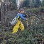 Andrea Watts / The Daily World
During their winter break, students in the Grays Harbor College Forestry department replanted two acres on the Satsop Business Park. One of these students was Kit Decker, who is in her first year of an associates degree program.
