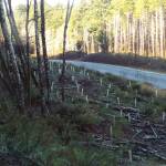 Andrea Watts / The Daily World
In the area that was harvested last year, it is being replanted with Douglas-fir, western redcedar, and western white pine.