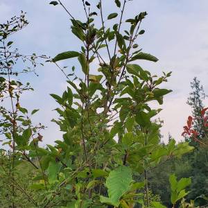 Andrea Watts photos / The Daily World
Cascara is a tree commonly found in westside Pacific Northwest forests. It is usually found in the understory since it is dwarfed by Douglas-fir and red alder, and can blend in with other understory vegetation.