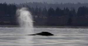 Alan Berner / The Seattle Times
With gray whales, its only their blow, or exhale, and a small portion of their back that is usually seen as in this photo taken from a research vessel in Possession Sound near Everett. Whale flukes are seen if they dive in shallows to bottom feed.