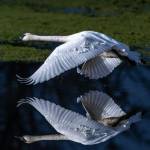 Trumpeter swans getting airborne in Grays Harbor earlier this month.
Trumpeter swans getting airborne in Grays Harbor earlier this month.