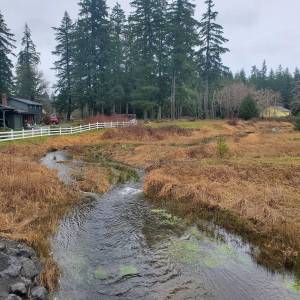 Andrea Watts / The Daily World
In summer of 2023, the middle fork Wildcat Creek had three fish passage barrier corrections on Summit Road, Elma Hicklin Road, and County Line Road. Instead of flowing through culverts, the creek now flows under pre-cast concrete bridges. On County Line Road, flooding over the roadway occurred often enough that the county flagged it as needing fixing because of ongoing maintenance issues. A visual sign that a restoration project is achieving its goals is how the water is flowing. Basically, you make sure the water is going through at a slow enough rate for the juveniles and the water is not narrowed up and shooting right through, said Lonnie Crumley, chair of the nonprofit Chehalis Basin Fisheries Task Force. When the steam flowed through the culverts, the higher stream velocity negatively affected the substrate transport. The narrowed channel passage also caused the water to flood upstream. As a result of the barrier correction, everythings getting back into a natural system, said co-owner of Streamworks Consulting Brett Demond. The section of creek that flows under Summit Road showed signs that the creek overtopped its banks and flooded into the grassy field, but not nearly the extent as it had in previous years. This whole field here would go underwater , Crumley said, and cDemond added, so its really reduced the flooding, but its still connected to the floodplain. Another visual sign that the restoration is successful is that you arent seeing any fish moving through, which does seem counter intuitive. Everybody always complains when they come, they dont see any fish, but thats the whole point, said Crumley. We dont want them building up here. We want them going on through. Crumley points out a section of gravel that appears brighter colored than the surrounding gravel. Thats probably a redd right in there, he said. A redd is where a female salmon has laid her eggs, and digging in the gravel cleans it. On County Line Road, the bridge also replaced three pipes, and the stream is now acting like a normal stream Demond said. Looking over the edge of the bridge, Crumley observed, Not too many shiny spots here. Downstream of the bridge is an active beaver pond.
