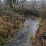 Andrea Watts / The Daily World
In 2018, the removal of five culverts on Sand Creek, which is southwest of McCleary, opened over eight miles of spawning and rearing habitat for five salmonid species. We did see Coho going through here the first year it was done, that was cool, co-owner of Streamworks Consulting Brett Demond said. Lonnie Crumley, chair of the nonprofit Chehalis Basin Fisheries Task Force, added, Now Ive seen Chinook in this stream. Eight years after the projects completion, some of the planted trees have been overtaken by the blackberries. The vegetation along the bank shows signs of the stream flooding but no higher than Demond has observed in previous years.