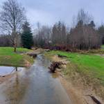 Andrea Watts / The Daily World
Replacing the 6.5-foot-diameter culvert underneath Schafer Boom Road, through which Camp Creek flowed, is the most recent project completed by the Chehalis Basin Fisheries Task Force in summer 2025. The creek now flows under a brand-new 39-foot-long bridge. Other changes made to the area was straightening the channel so it would have a straight approach to the bridge; the old channel now provides overflow when the stream is running high and off-channel rearing habitat. In that little channel theres a pretty good flow through there even in the summer, because theres water that comes in from all over the place here, said Lonnie Crumley, chair of the nonprofit Chehalis Basin Fisheries Task Force. In the channel are logs with root wads, and their placement is deliberate, to prevent erosion and provide habitat for the juvenile salmonoids.