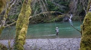 Chase Gunnell / State Department of Fish and Wildlife
An angler casts for winter steelhead while fishing an undisclosed river on the Olympic Peninsula.