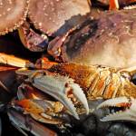 A total of 167,332 pounds of Dungeness has been landed in Willapa Bay as of Jan. 12, according to the latest figures from WDFW. In recent years, Willapa Bay, designated as Catch Area 60C, has accounted for up to 8% of the statewide catch. So far this season, the bay has produced only 4% of the statewide total.